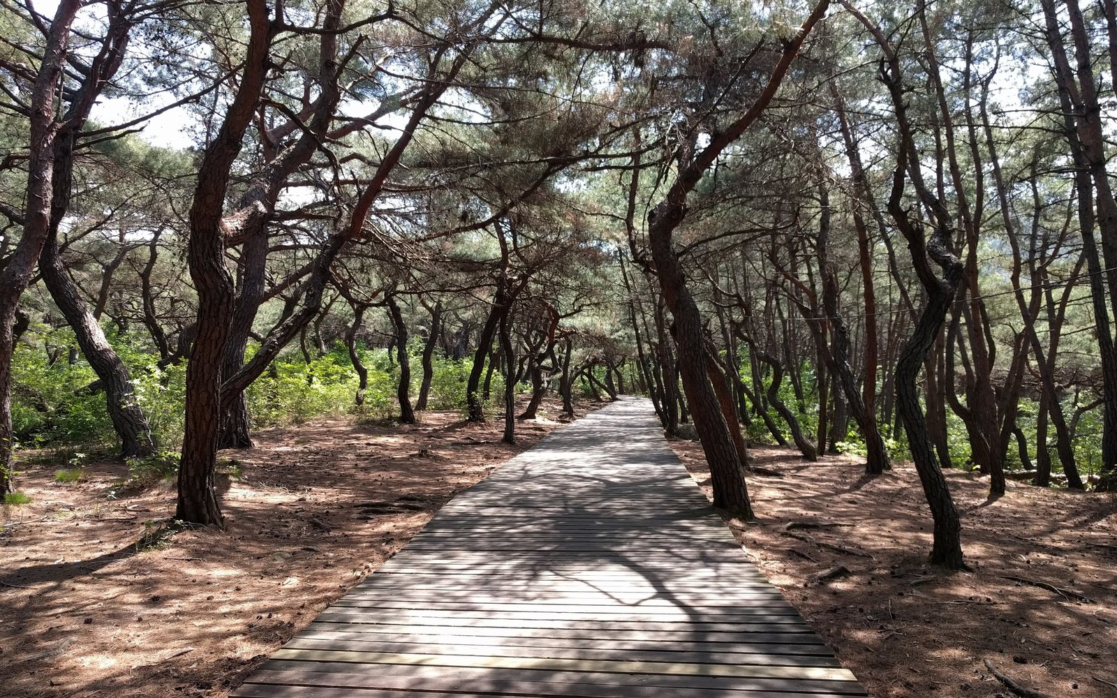 Samneung pine forest, Gyeongju, cover for SONAMU (Pine Tree) volunteer club